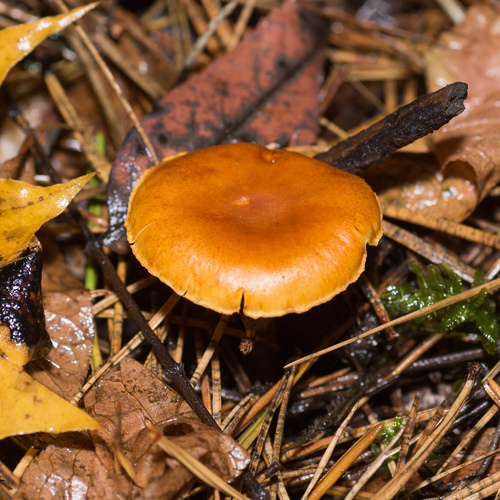 Common Rustgill