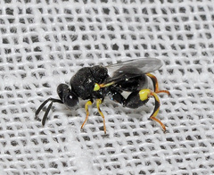 Brachymeria tibialis