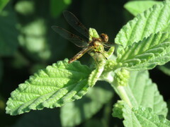 Perithemis tenera