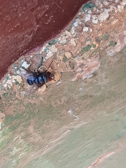 Chrysomya marginalis