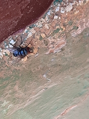 Chrysomya marginalis