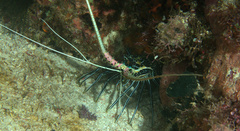 Panulirus versicolor