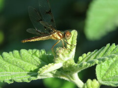 Perithemis tenera