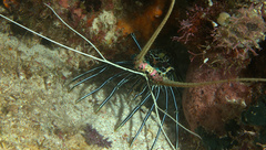 Panulirus versicolor