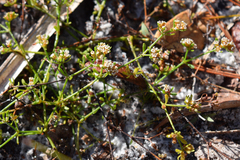 Paronychia discoveryi