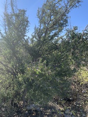Vachellia constricta
