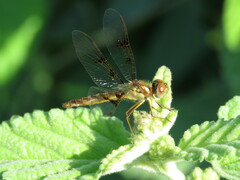 Perithemis tenera