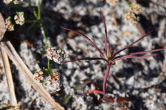Paronychia discoveryi
