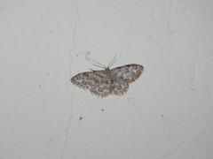 Idaea cervantaria