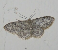 Idaea cervantaria