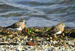 Charadrius modestus