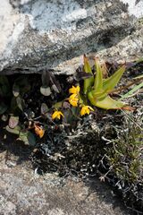 Polystachya pubescens