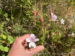 Pelargonium betulinum