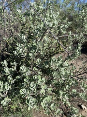 Leucophyllum