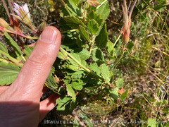 Pelargonium betulinum