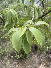 Varronia curassavica