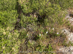 Pelargonium betulinum