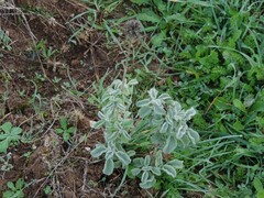 Marrubium incanum