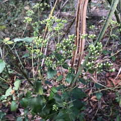 Ageratina jucunda