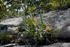 Polystachya pubescens