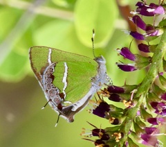 Chlorostrymon simaethis