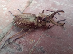 Sphaenognathus feisthamelii