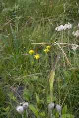 Senecio brevidentatus