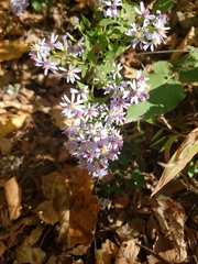 Symphyotrichum cordifolium
