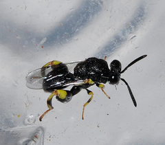 Brachymeria tibialis