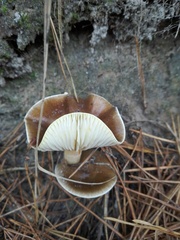 Hygrophorus hypothejus