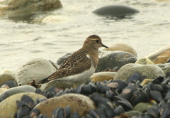 Charadrius modestus