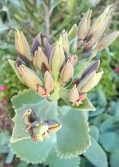 Kalanchoe marmorata