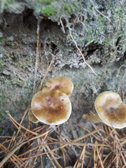 Hygrophorus hypothejus