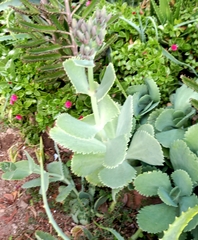 Kalanchoe marmorata