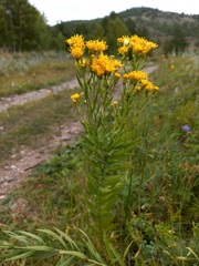 Galatella biflora