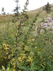 Urtica cannabina