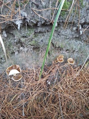 Hygrophorus hypothejus