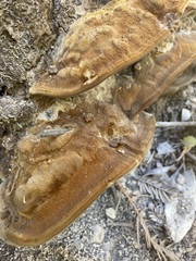 Fuscoporia gilva