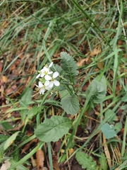 Diplotaxis erucoides