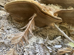 Fuscoporia gilva