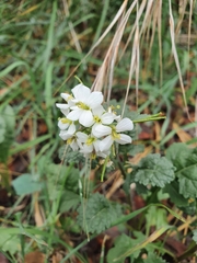Diplotaxis erucoides