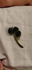 Sparganium emersum
