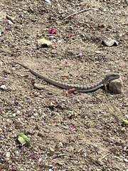 Elgaria multicarinata webbii