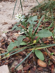 Diplotaxis erucoides