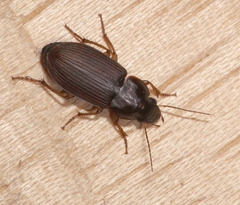 Selenophorus