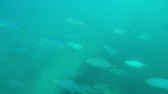 Caranx ruber