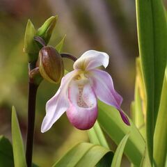 Phragmipedium