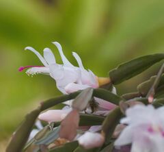 Schlumbergera