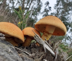 Gymnopilus
