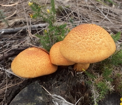 Gymnopilus